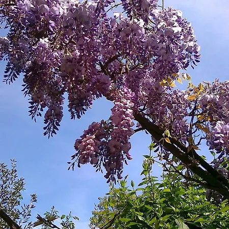 Ξενοδοχείο The Colourful Mansion 2*