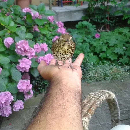 Ξενοδοχείο The Colourful Mansion Αγαθούπολη