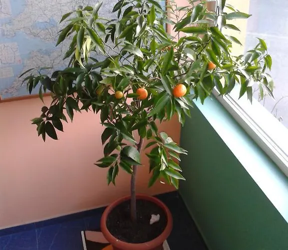 מלון The Colourful Mansion 2*