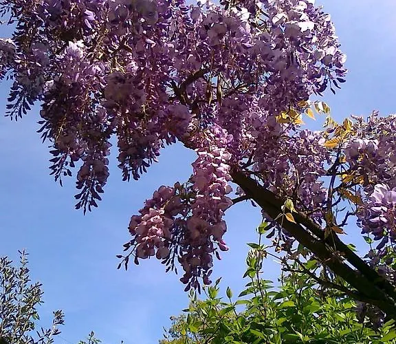 מלון The Colourful Mansion 2*