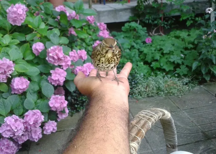 מלון The Colourful Mansion אקהטופול